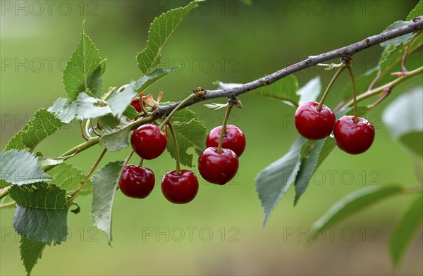 Cherries on a cherry tree, Mösbach, Black Forest, Ortenau district, Baden-Württemberg, Germany,