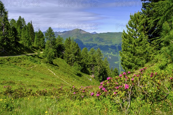 Alpine rose, rhododendron, on the stone pine path, on the Graukogel, Bad Gastein, Gastein Valley,