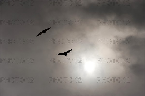 Megabats, flying fox (Pteropodidae), bat, fauna, scary, vampire, horror, film, horror film, about