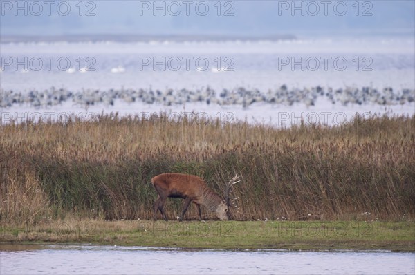 Crane (Grus grus) and grazing red deer, resting and roosting at Pramort during the autumn crane