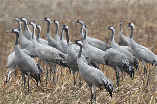 Crane (Grus grus) Troop of cranes on harvested maize field, autumnal crane migration,