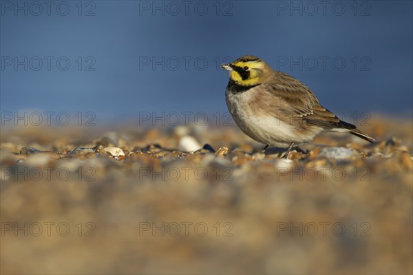 Shorelark or Horned lark (Eremophila alpestris) adult bird on a beach, Suffolk, England United