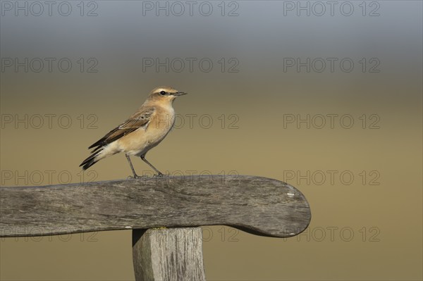 Wheatear (Oenanthe oenanthe) adult female bird on a wooden bench arm, Lincolnshire, England, United