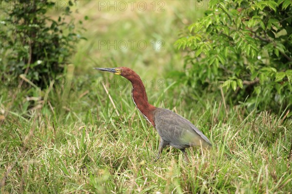 Rufescent tiger heron (Tigrisoma lineatum), Pantanal, Brazil, South America
