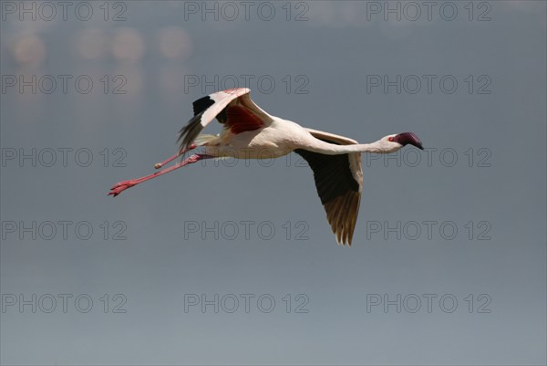 Lesser lesser flamingo (Phoeniconaias minor) at Lake Nakuru, Nakuru National Park, Kenya, Africa