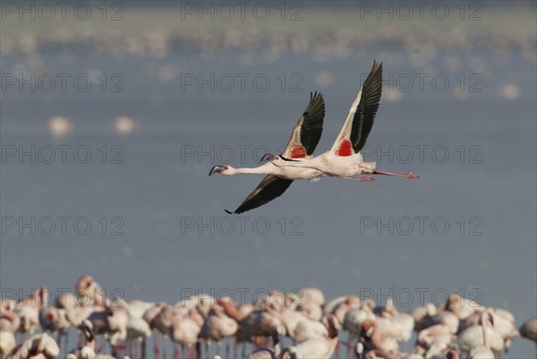 Lesser flamingos (Phoeniconaias minor) Lake Nakuru, Nakuru National Park, Kenya, Africa