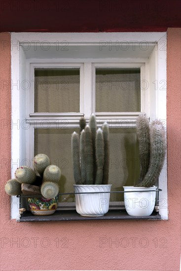 Cactus (Cactaceae) collection in front of a window of a residential building, Bavaria, Germany,