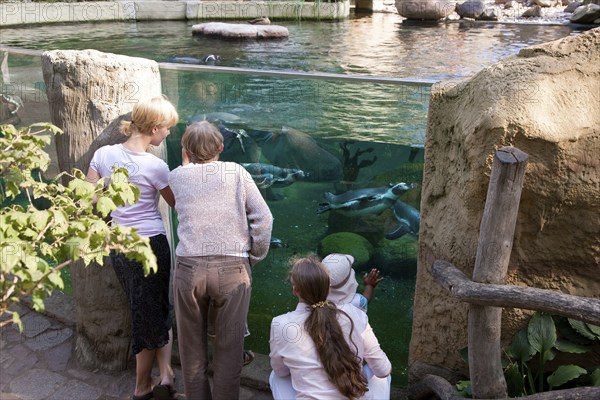 Dresden Zoo, Humboldt Penguins