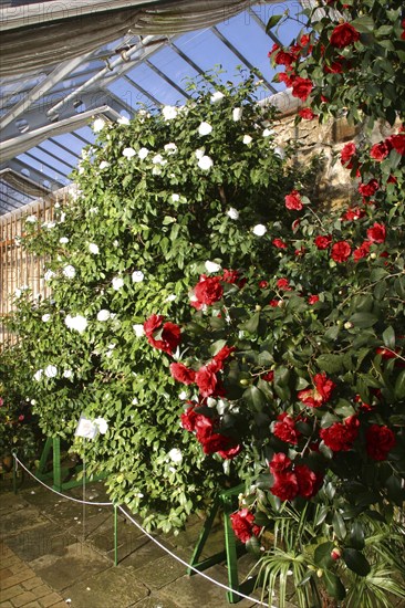 Camellia Castle Königsbrück