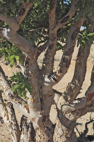 Wadi Dawqah, Incense Tree Cultures, UNESCO World Heritage Site, frankincense (Boswellia Sacra)
