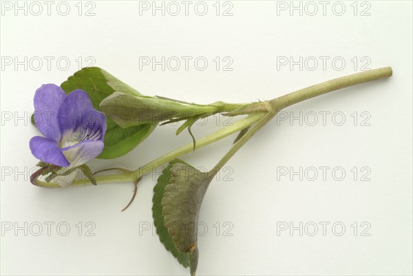 Violet, fragrant violet, medicinal plant, herb, wild plant, medicinal use, Viola odorata, Viola