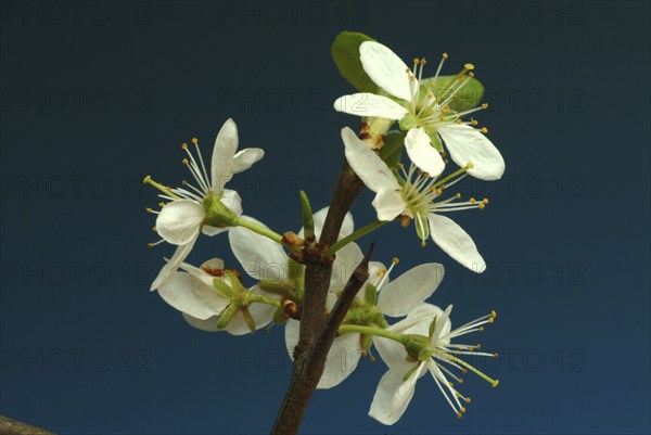 Flower of blackthorn (Prunus spinosa), blackthorn, medicinal plant, fruits, flowers and bark of