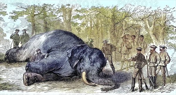 Big game hunt, hunters have killed an elephant, 1869, South Africa, Historic, digitally restored