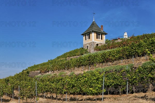 Not far from the Boselspitze, leaning towards the Elbe, is the vineyard known as the Rote Presse.