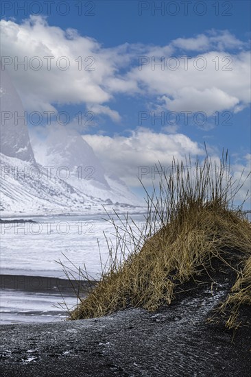 Black sand dune with reed remains, behind it snowy rocky slopes of Vestrahorn, near Höfn,