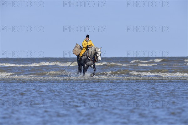 Horse fishermen catching Brown shrimp (Crangon crangon), Koksijde, North Sea coast, province of