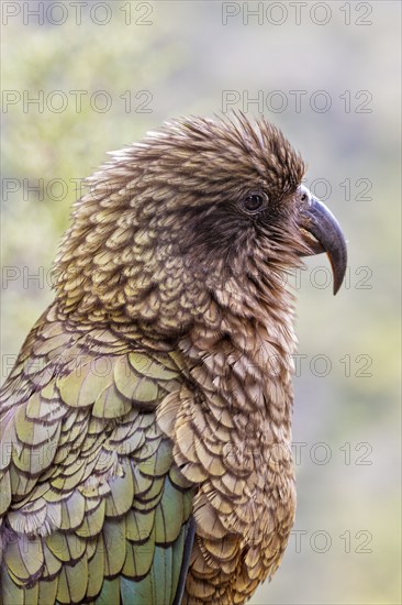 Kea (Nestor notabilis), Fiordland National Park, New Zealand, Oceania