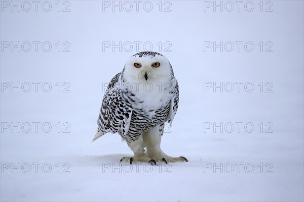Snowy owl (Nyctea scandiaca), snowy owl, adult, alert, in the snow, foraging, in winter, Bohemian