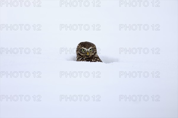 Pygmy Owl (Glaucidium passerinum), adult, in the snow, in winter, portrait, alert, Bohemian Forest,