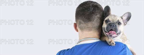 Portrait of a charming French Bulldog sitting in the arms of a doctor. View from the back.