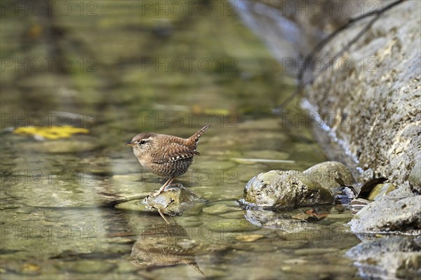 Eurasian wren (Troglodytes troglodytes), sitting on a stone at the edge of a waterhole,