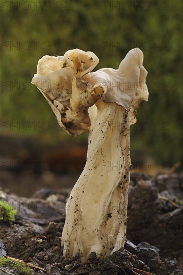 White saddle (Helvella crispa), nature, Frauenstein, Wiesbaden, Taunus, Hesse, Germany, Europe