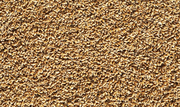Grains of wheat, Wheat, Abstract background, Graphic elements, Texture background, Austria, Europe