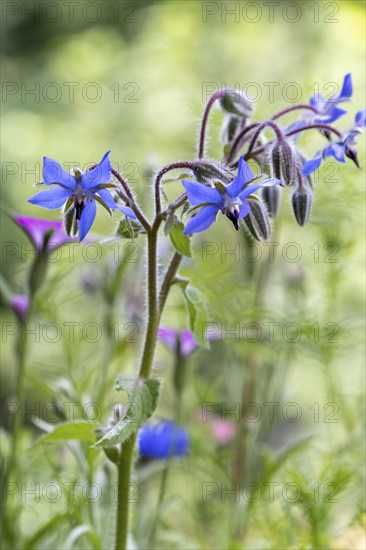 Flower of borage (Borago officinalis), also boretsch, borage, family of the broad-leaved plants,