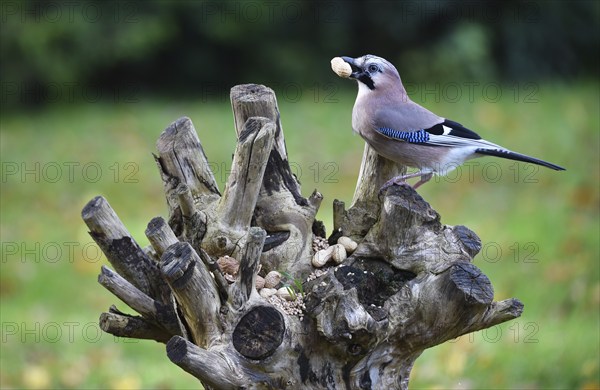 Eurasian jay (Garrulus glandarius) at the feeding place with birdseed and peanuts