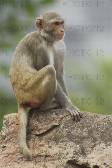 Rhesus macaque (Macaca mulatta) sitting on a rock, captive
