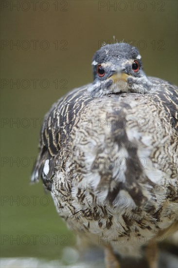Portrait of a sunbittern (Eurypyga helias), frontal, view, captive