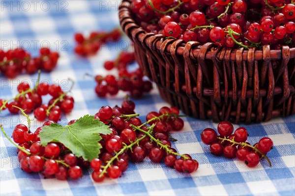 Redcurrant red currant berries in wicker bowl on kitchen table