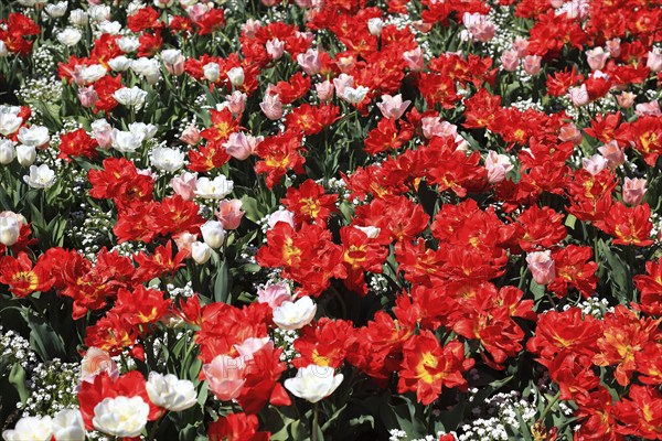 Many colourful tulips in one area