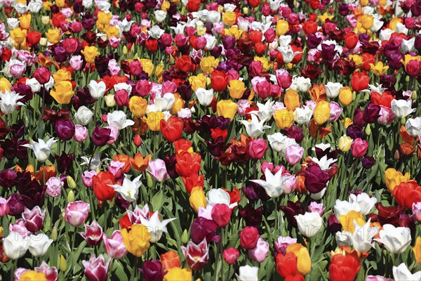Many colourful tulips in one area