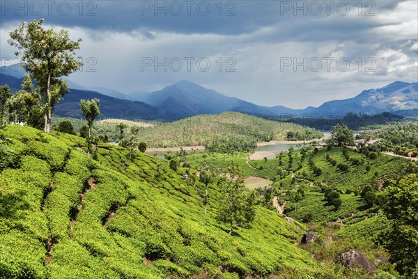 Green tea plantations in hills with dramatic sky. Munnar, Kerala, India, Asia