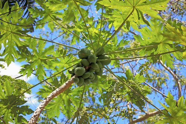 Papaya-Tree (Carica papaya) Nosy Be, Madagascar, Caricaceae, Africa