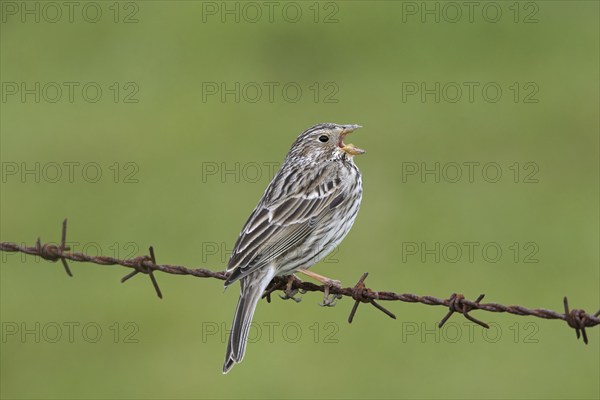 Corn bunting (Miliaria calandra) singing from barbwire, barbed wire along meadow, field in spring