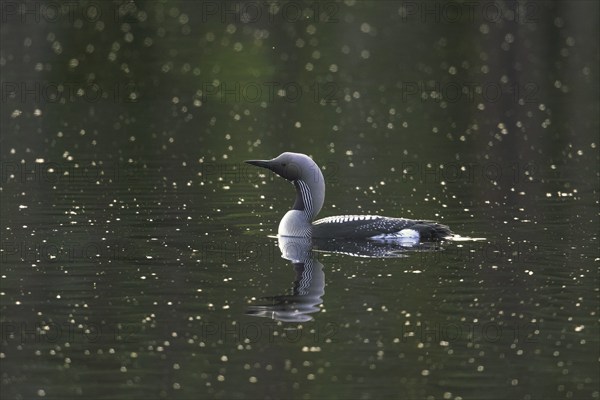 Black-throated loon, Arctic loon, black-throated diver (Gavia arctica) in breeding plumage swimming