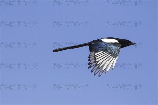 Eurasian magpie (Pica pica), common magpie calling in flight against blue sky