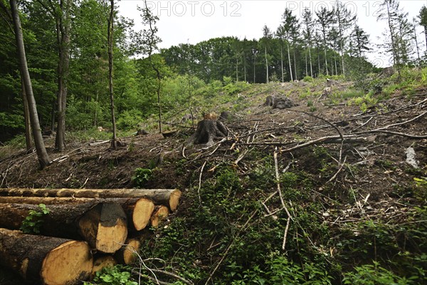 Forest damage in the Sauerland region has caused about 40 % of the spruce stand, especially in