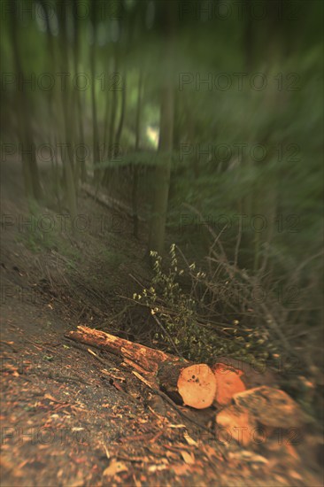Forest damage in the Sauerland region has caused about 40 % of the spruce stand, especially in