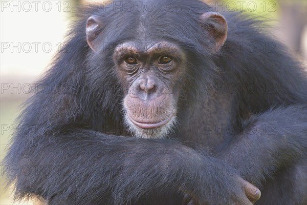 West African Chimpanzee (Pan troglodytes verus), Tacugama Chimpanzee Sanctuary, Province Western