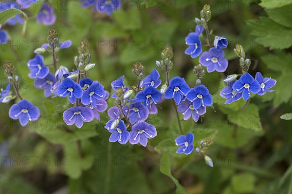 Blossoms of germander speedwell (Veronica chamaedrys), Bavaria, Germany, Europe