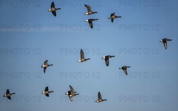 Brent Goose (Branta bernicla), birds in flight over Marshes at winter time