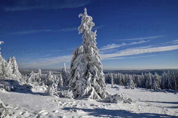 Snowy winter landscape near the Schliffkopf, near Baiersbronn, county Freudenstadt, Black Forest,