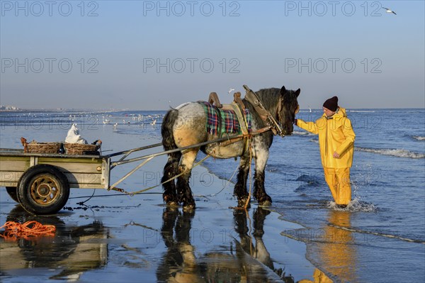 Horse fishermen at work, catching Brown shrimp (Crangon crangon), Koksijde, North Sea coast,