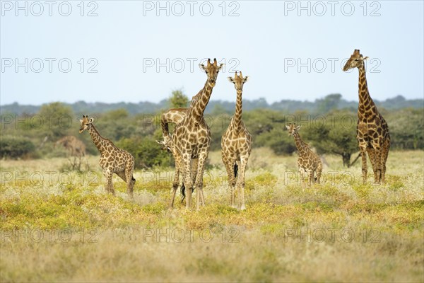 Herd of giraffes (Giraffa camelopardalis) with babies walks through the savanna. Etosha National
