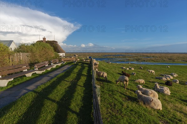 Hamburg Hallig, flock of sheep on the dwelling mound, thatched house, salt marshes, Reußenköge,