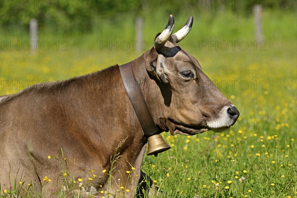 Domestic cattle (Bos primigenius taurus) with a cowbell resting in a meadow, Stillachtal near