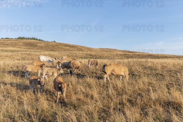 Aubrac cows in a dry pasture in summer. Aubrac, France, Europe